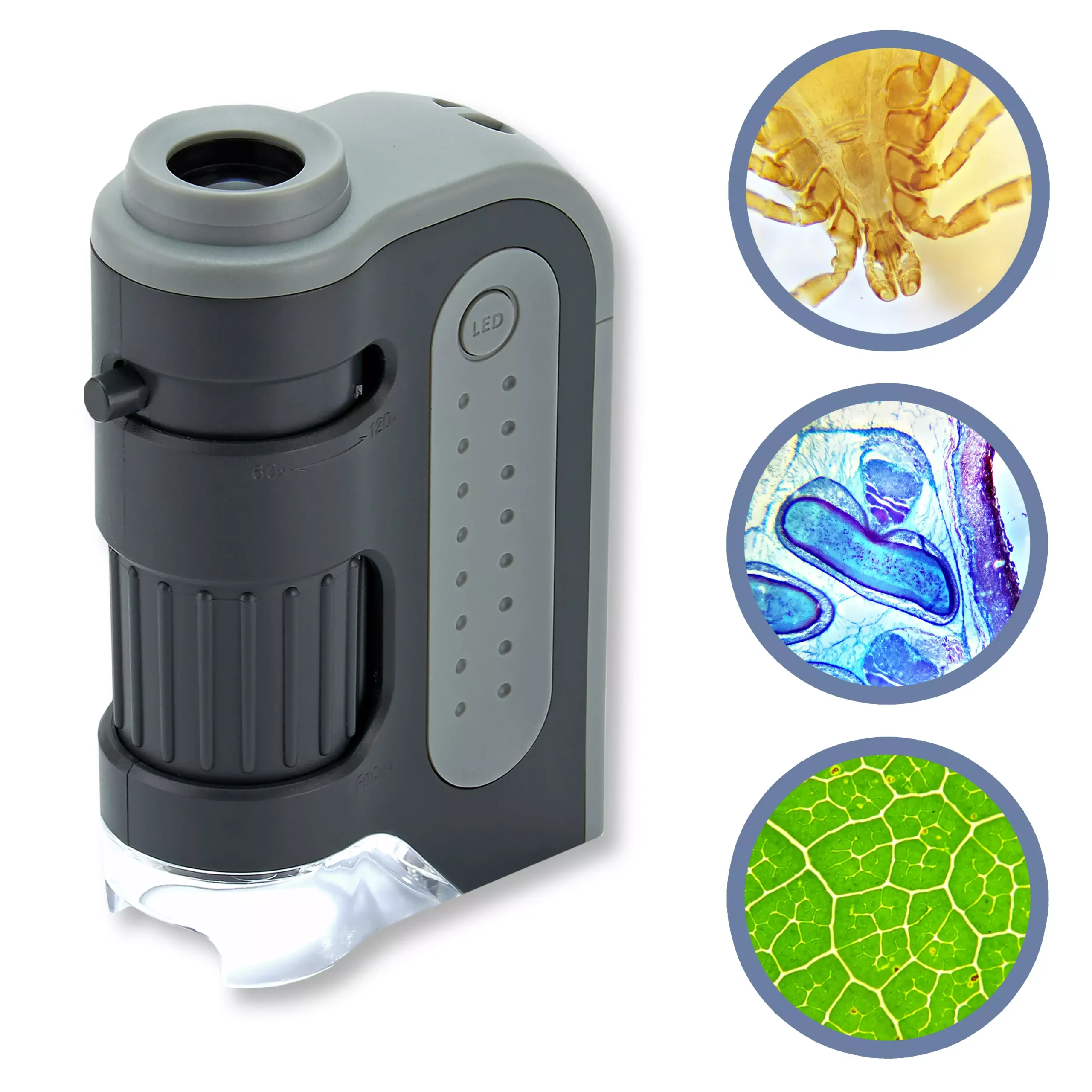 Carson MicroBrite Plus MM-300 60–120x Pocket Microscope
